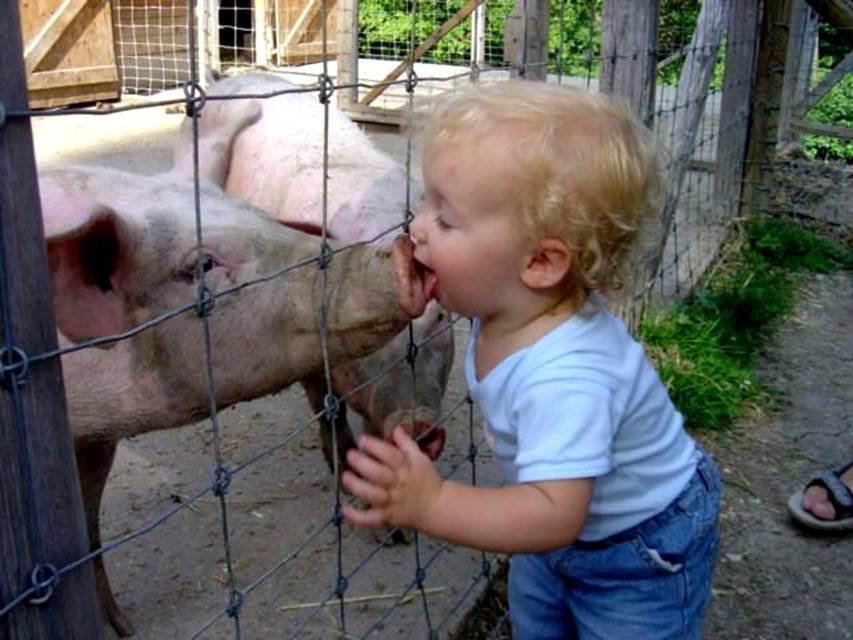 Swine Flu