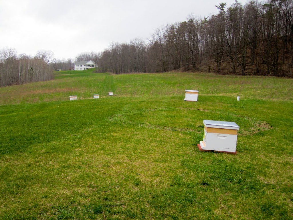 Home Sweet Bee Home (Pour Some Sugar on Me!)