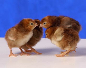 Chickens return to Steinthal