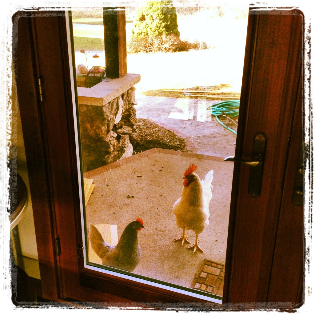 Morning Guests at Steinthal