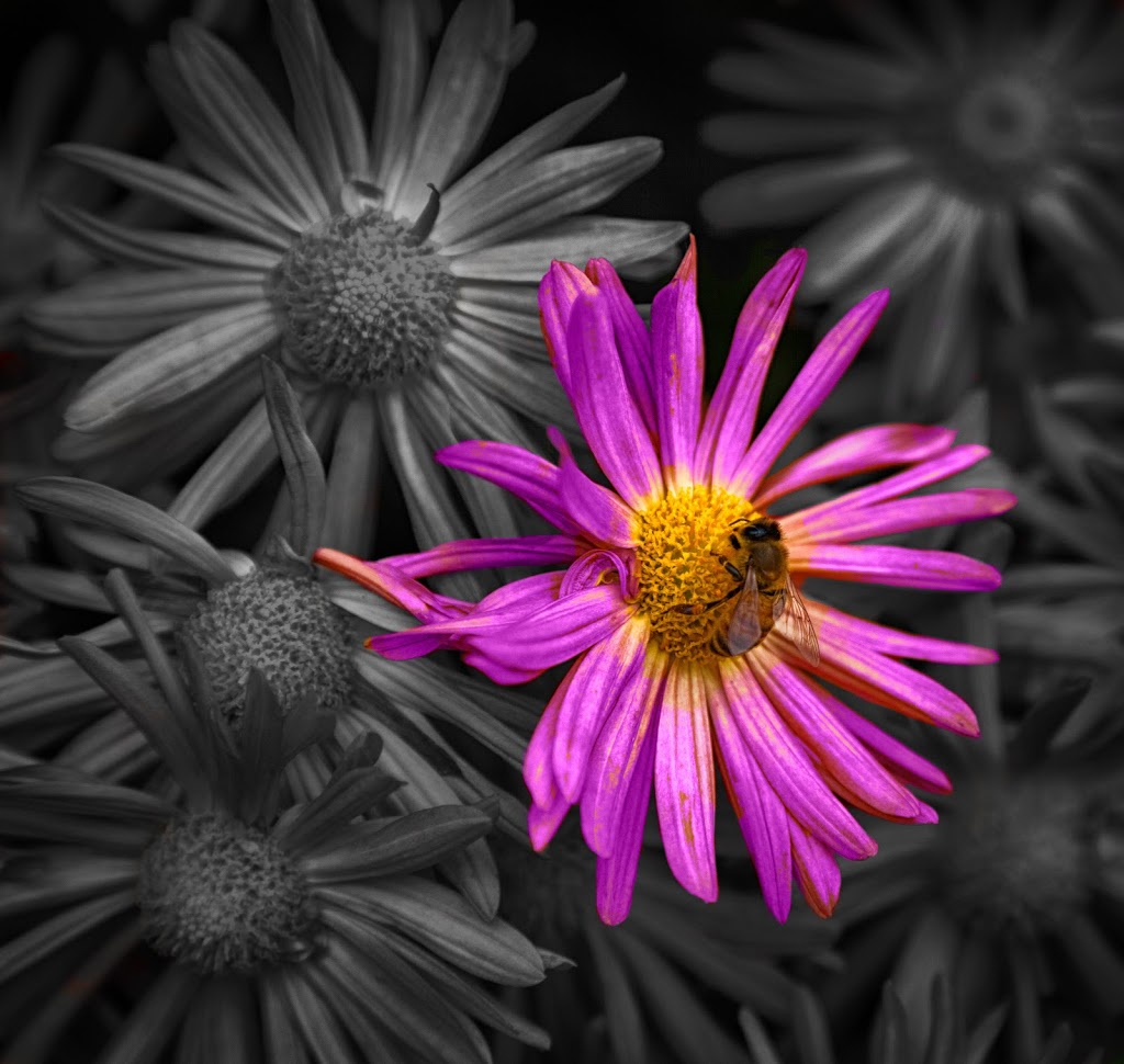 The Last Flower