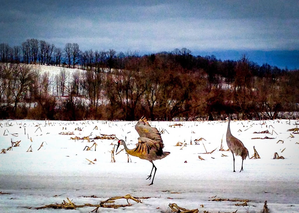 Spring Visitors