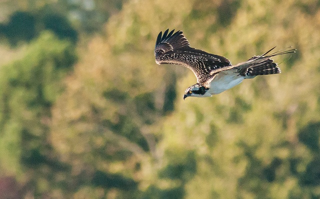 Osprey nest discovered at Steinthal