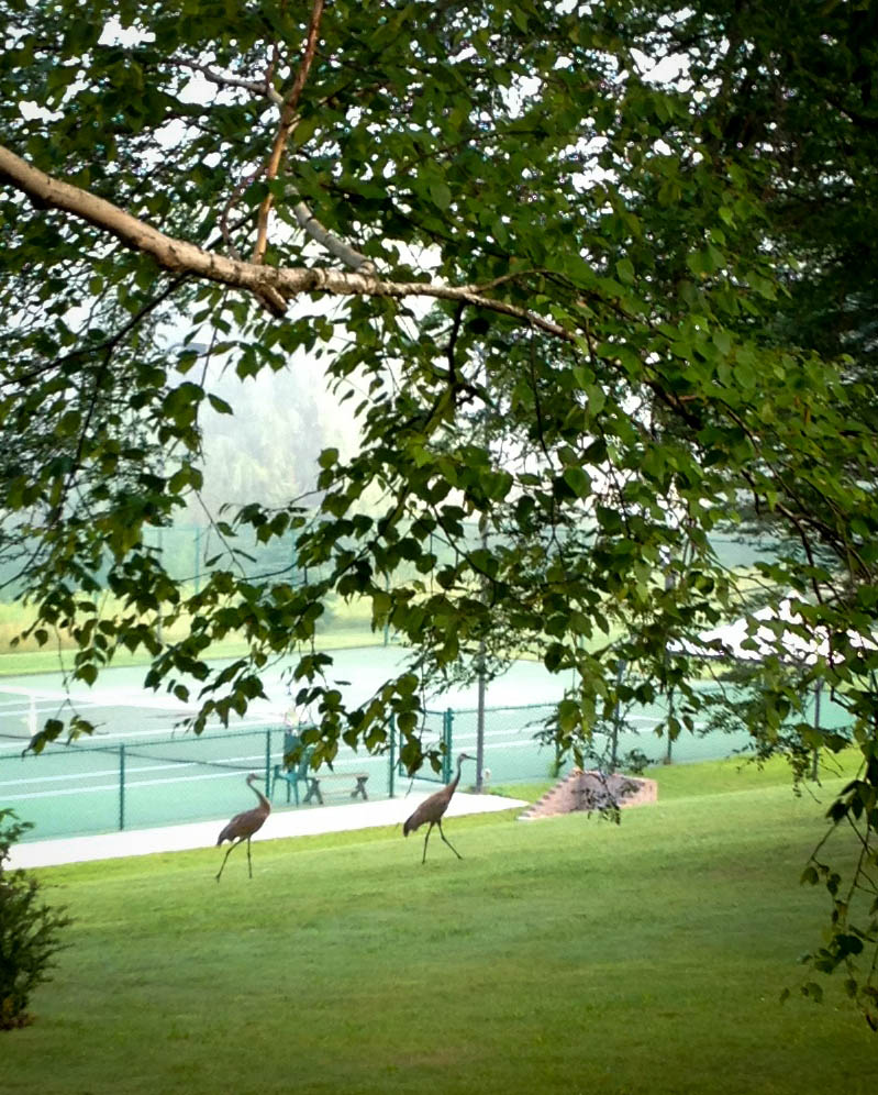 Morning Visitors!
