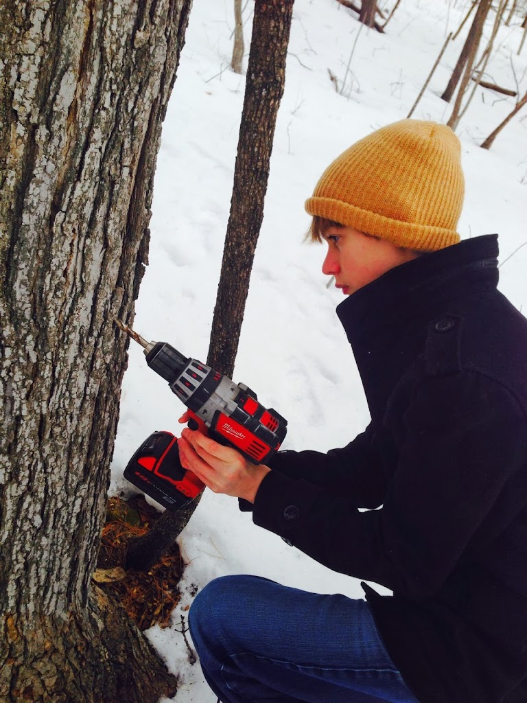 Tapping the Sugar Maples – Wish Us Luck!