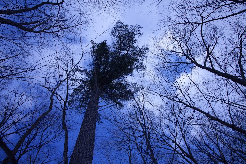 Sugar Maple