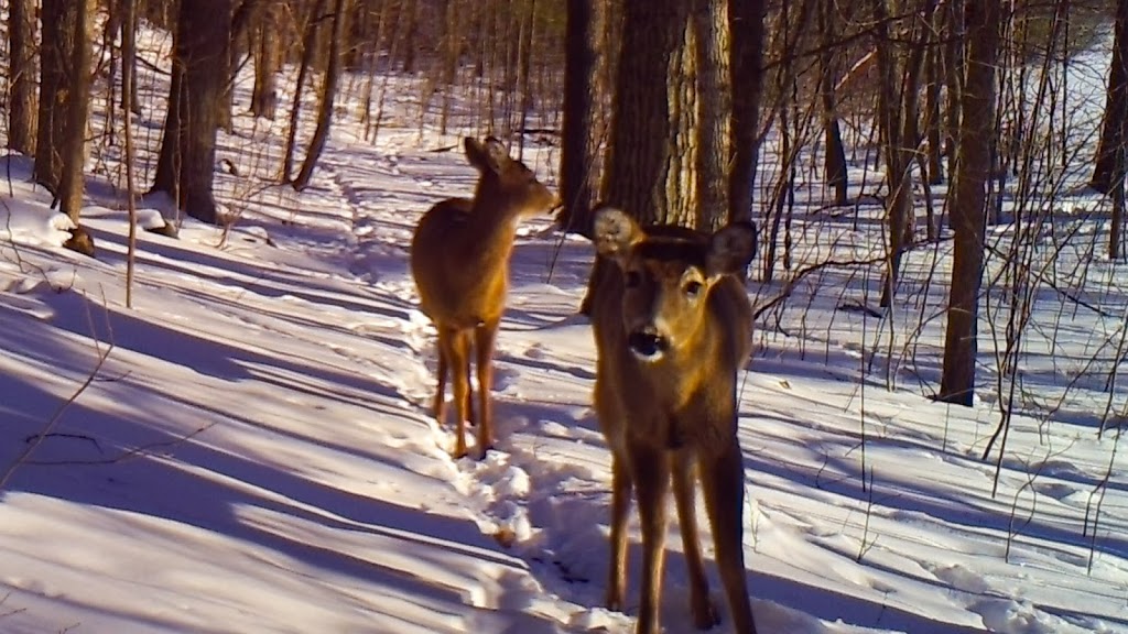 Afternoon Visitors