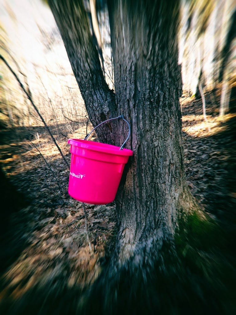 Maple Syrup Anyone?