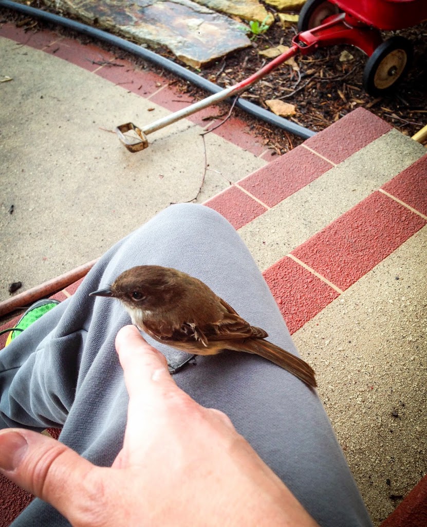 Afternoon Visitor