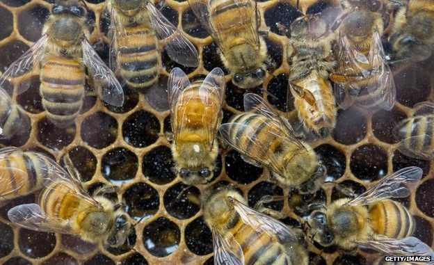 US sets up honey bee loss task force!