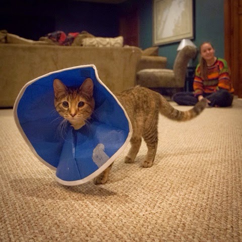 Four-Legged Visitor