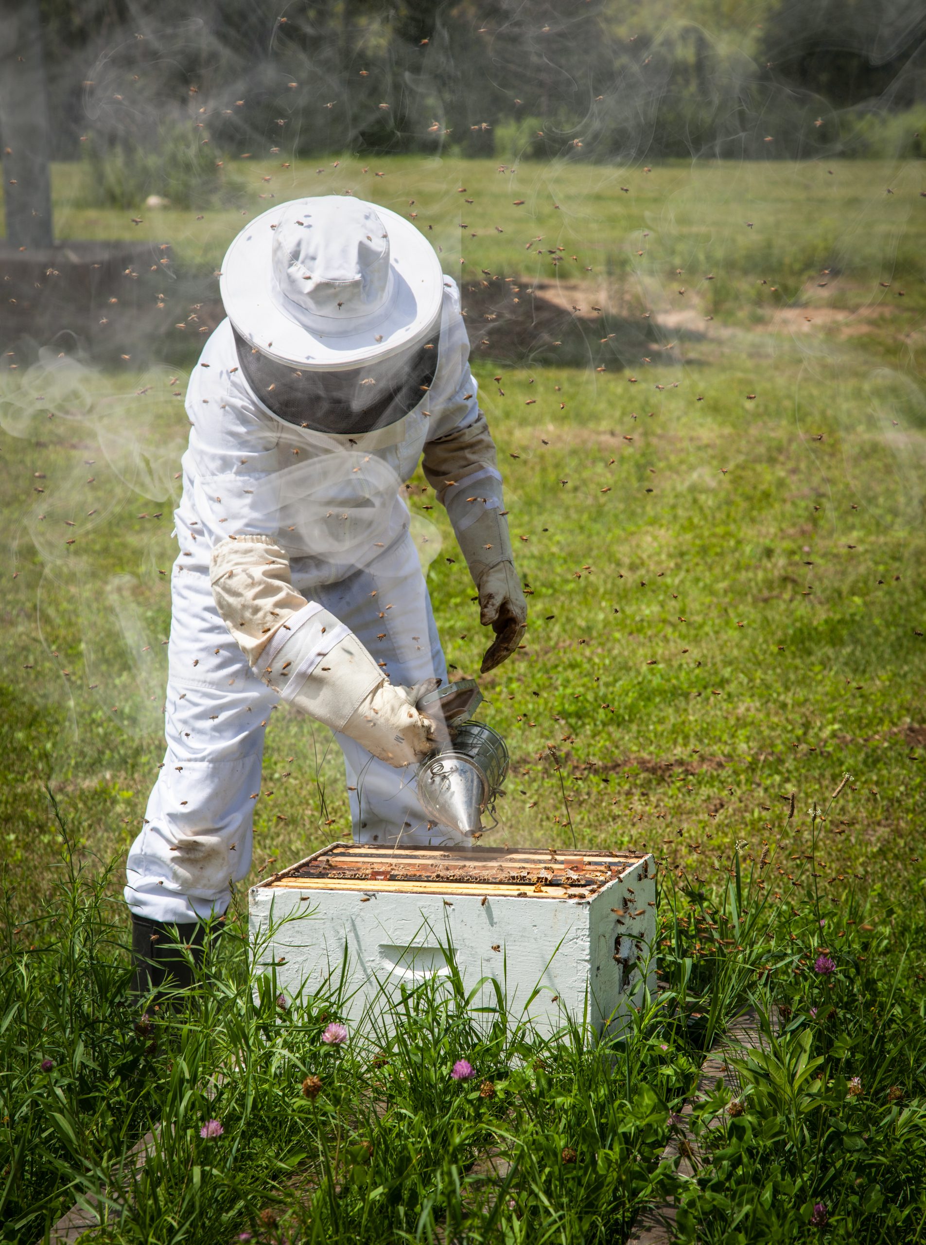 A Bee-less summer at Steinthal