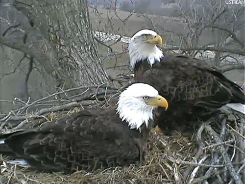The Decorah Eagles