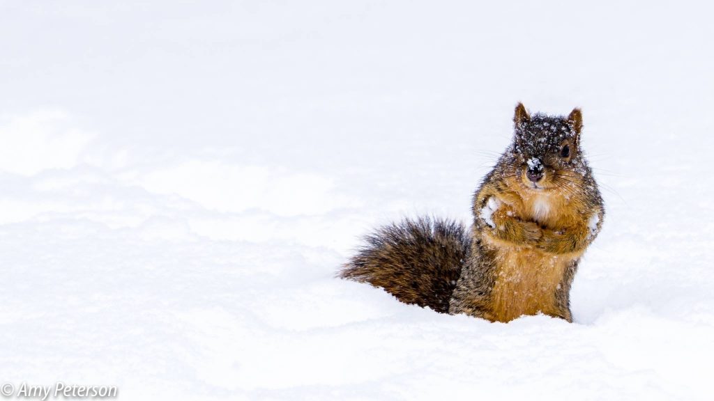 Frozen Squirrel by Amy