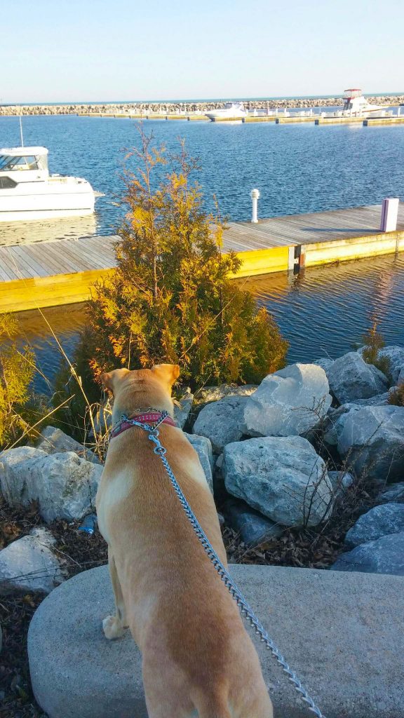 Tasha awaiting the arrival of her favorite boat!