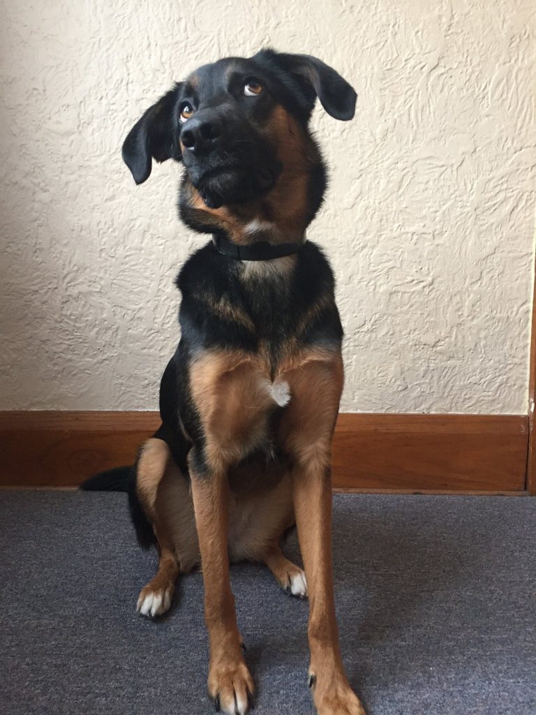 Michaela's new dog, Sage