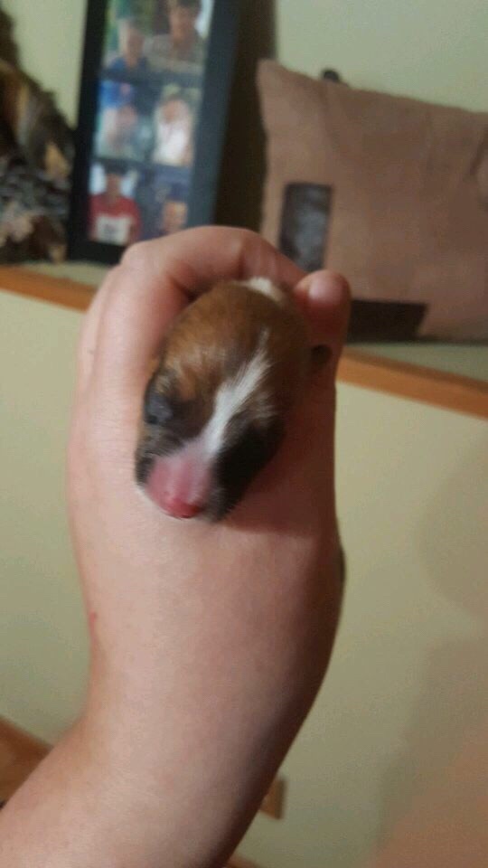 Emily’s puppy