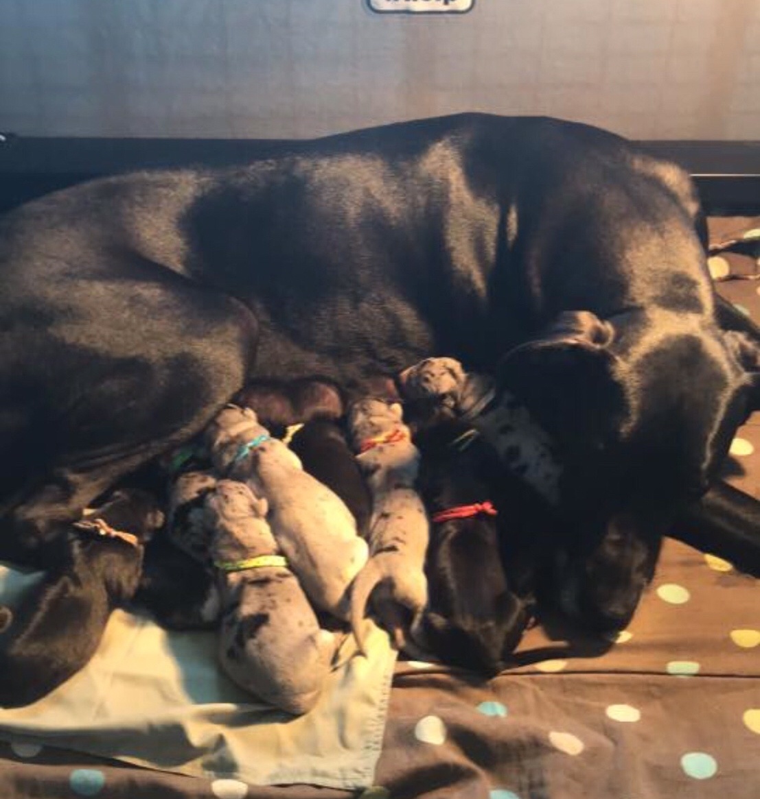 Great Dane Puppies are Born!