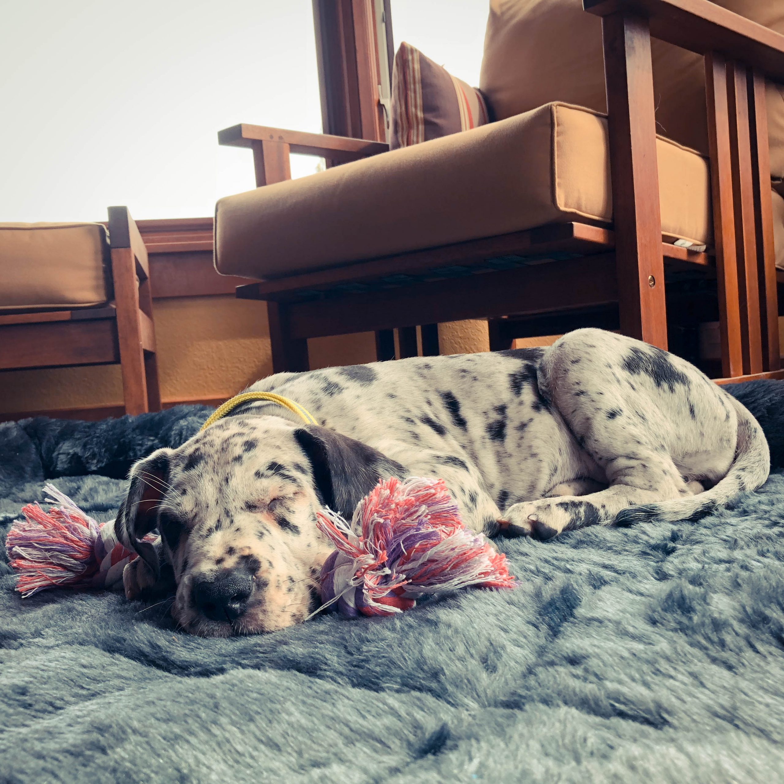 Willow Is Home!