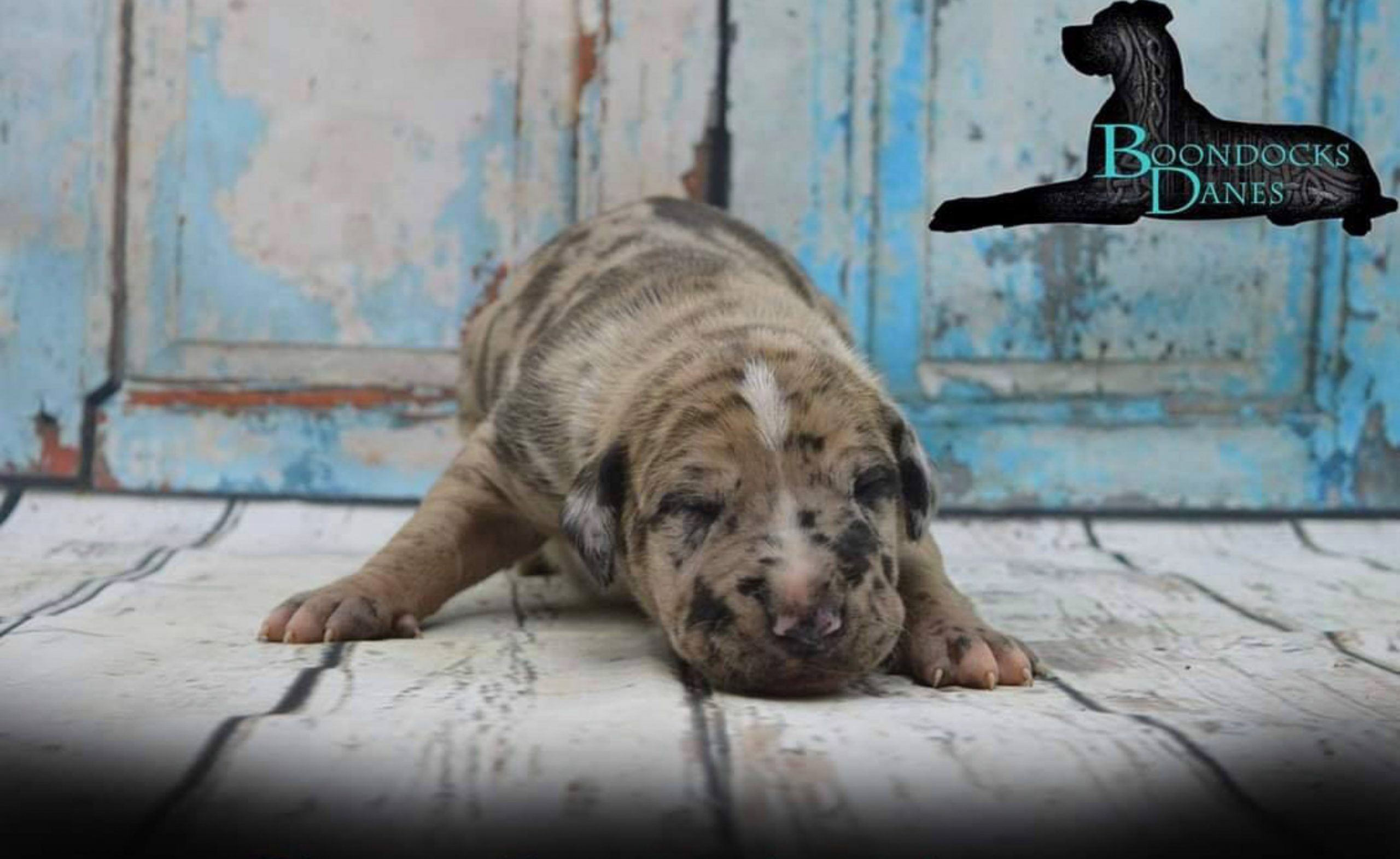 New Puppy!  Why Not?