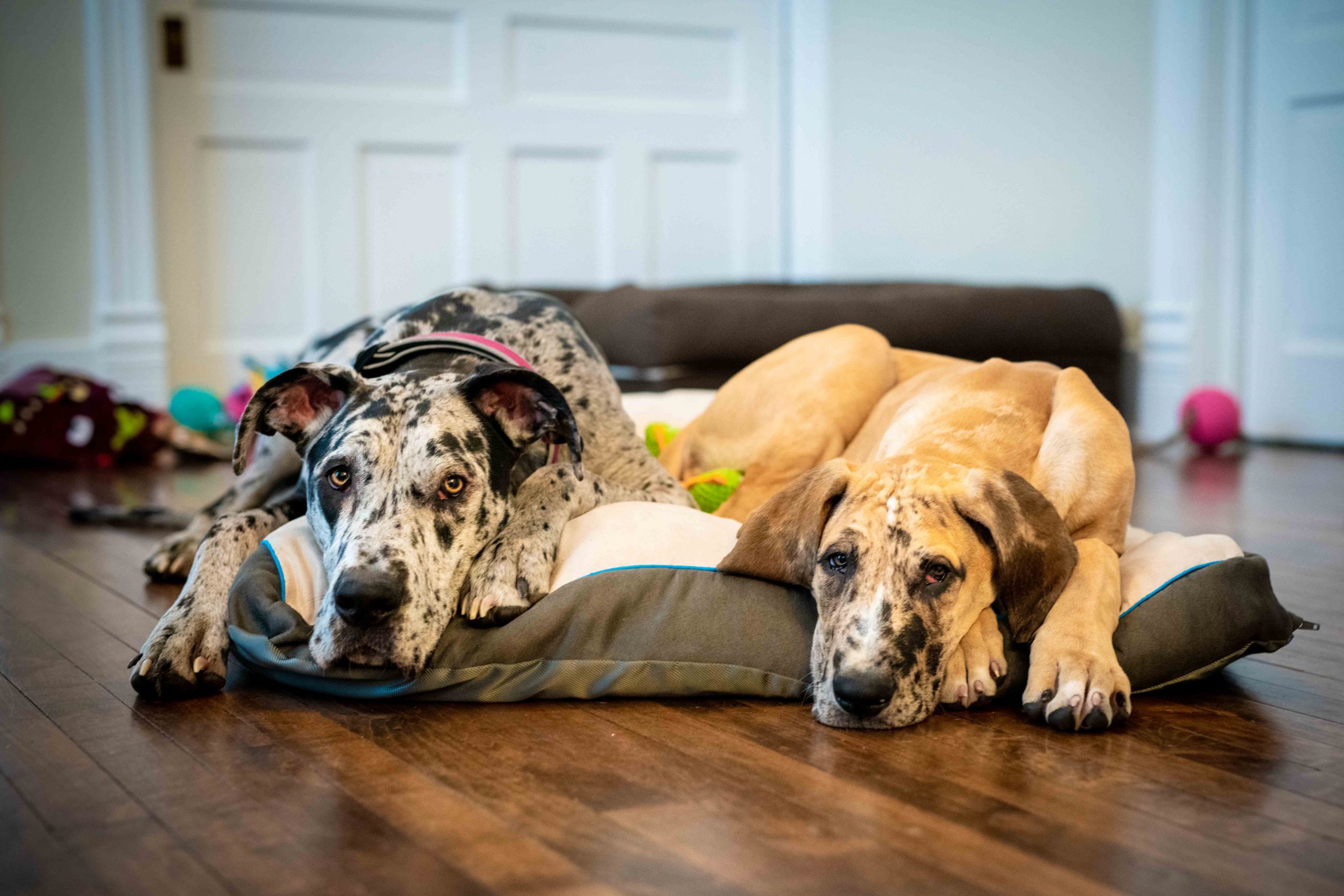 Willow & Zed’s Exhausting Day of Play