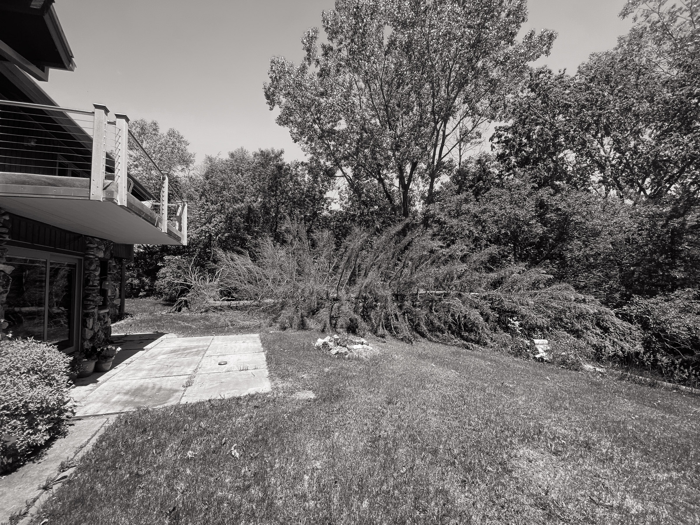 Tree Down!