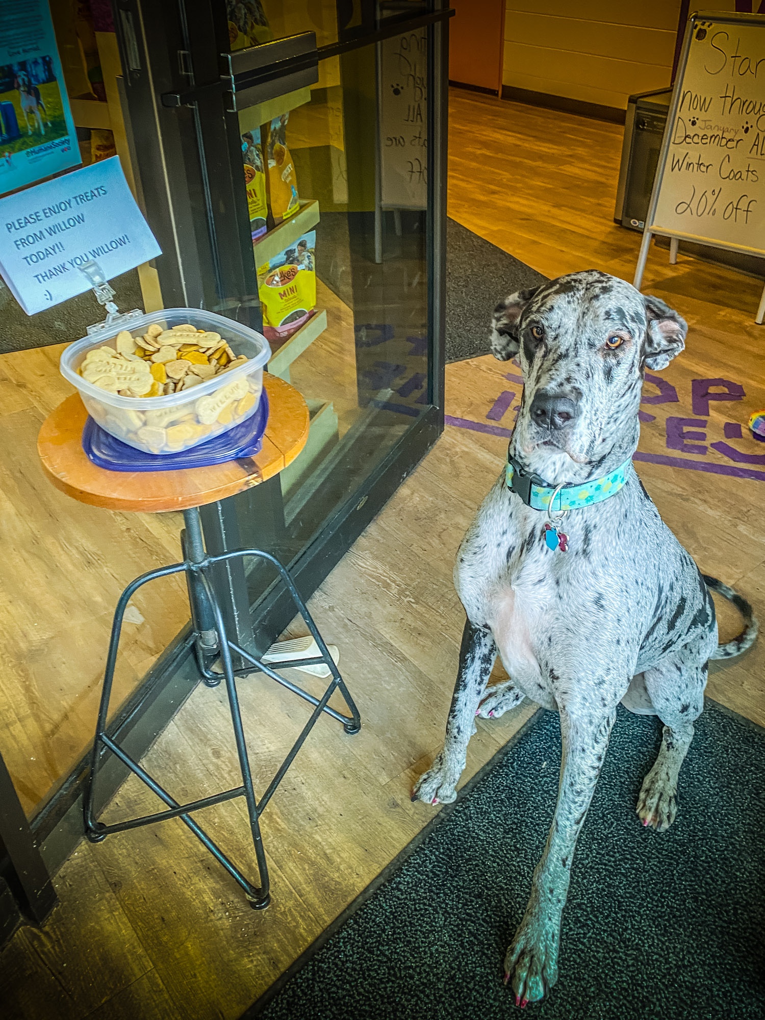 Willow Treats For All