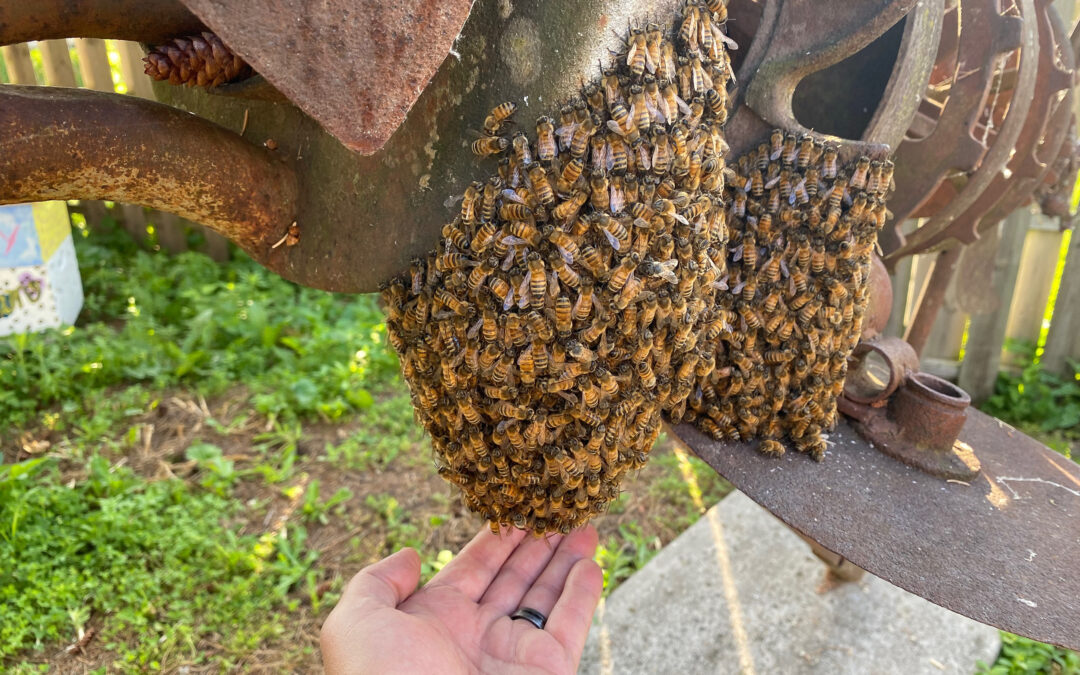 A Beeoccupied Day