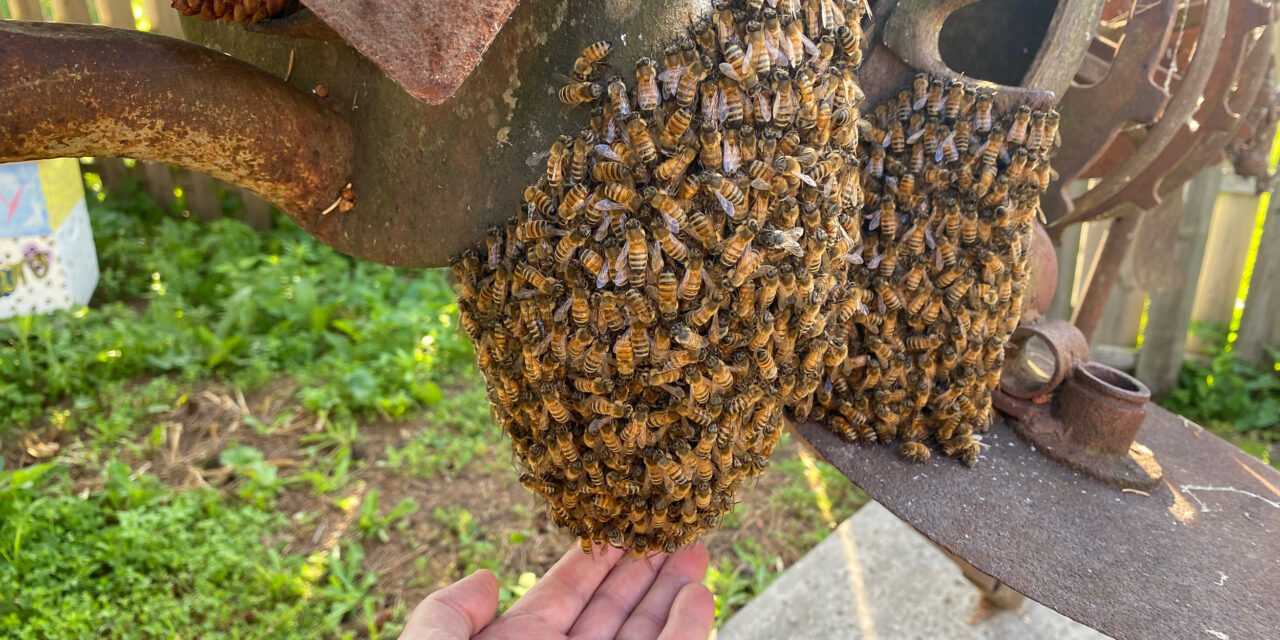 A Beeoccupied Day