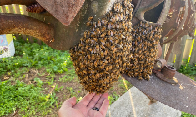 A Beeoccupied Day