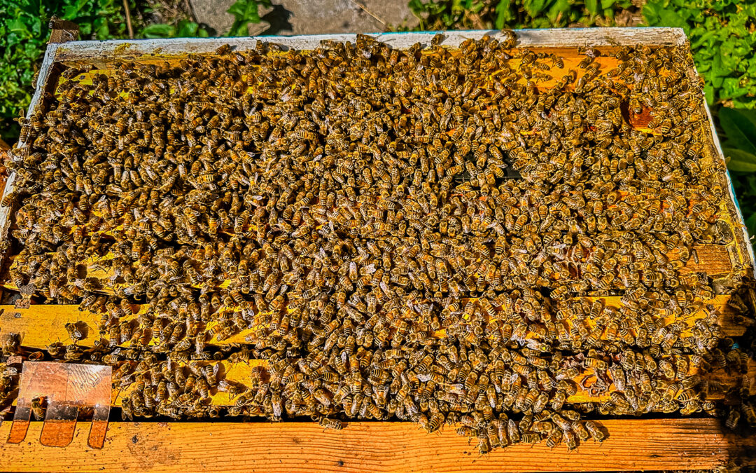 No Honey For Us