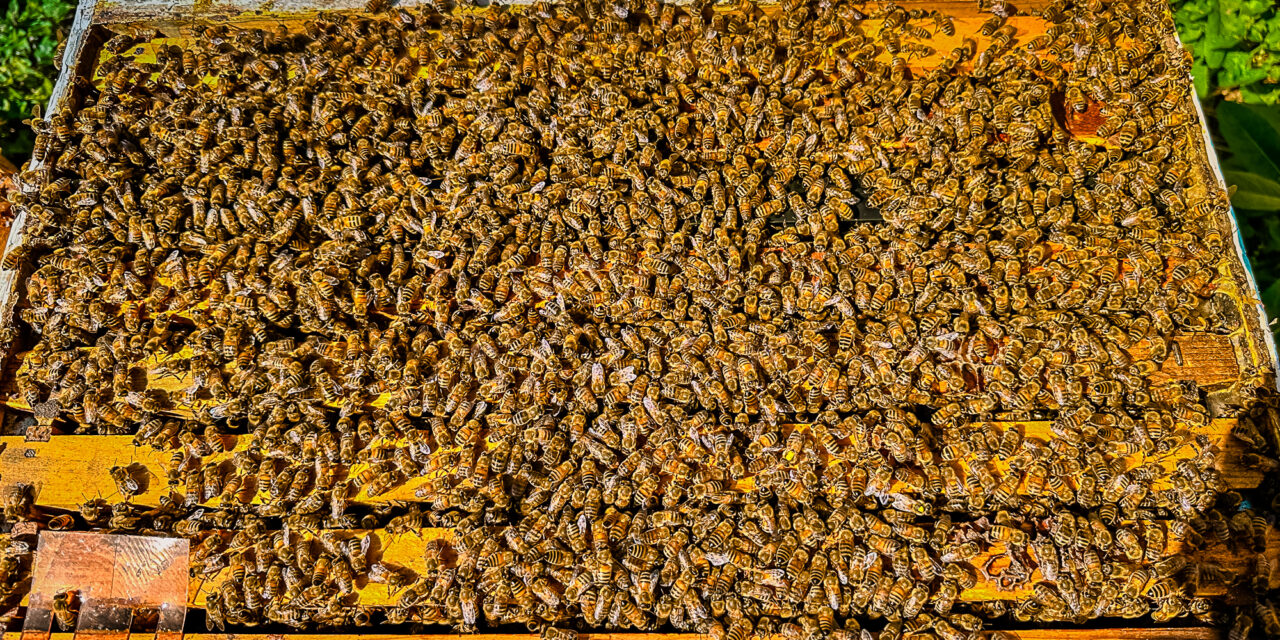No Honey For Us