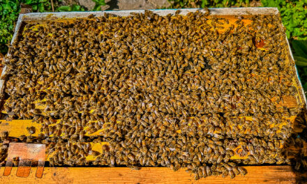 No Honey For Us