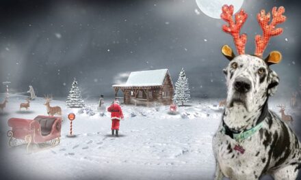 Willow’s Christmas Photo