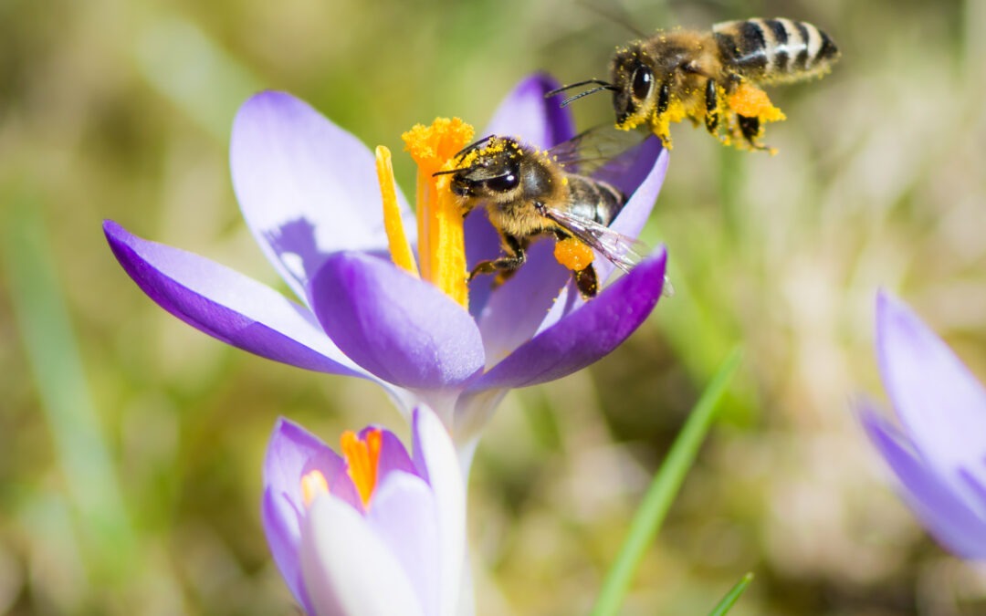 The Bees Have Arrived!