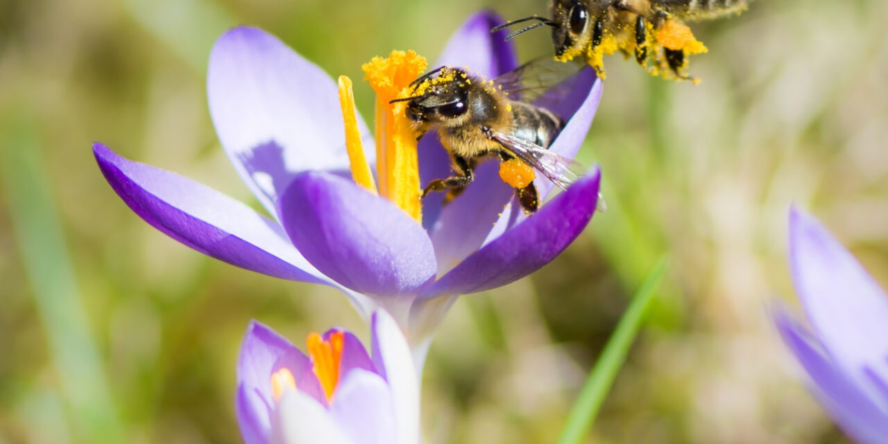 The Bees Have Arrived!