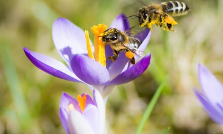 The Bees Have Arrived!